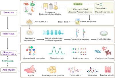 Recent advances in the extraction, purification, structural-property correlations, and antiobesity mechanism of traditional Chinese medicine-derived polysaccharides: a review